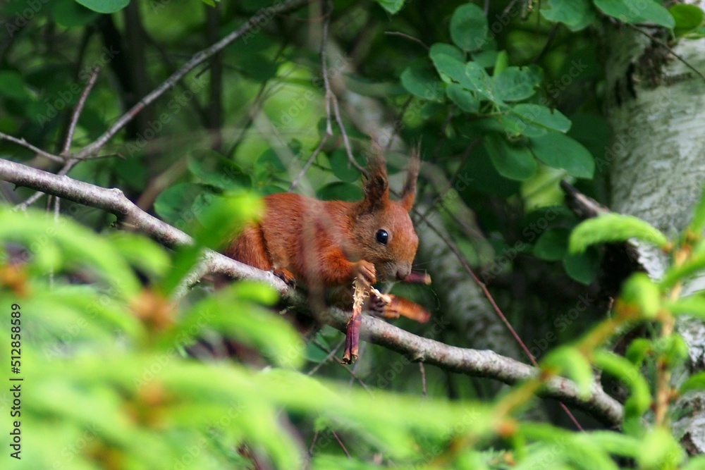 red squirrel on a tree red squirrel - Sciurus vulgaris red squirrel on a tree red squirrel - Sciurus vulgaris