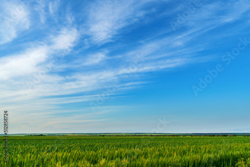 agricultural field with young green wheat sprouts, bright spring landscape on a sunny day, blue sky as background