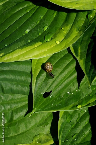 White-lipped snail (Cepaea hortensis)  on a leaf