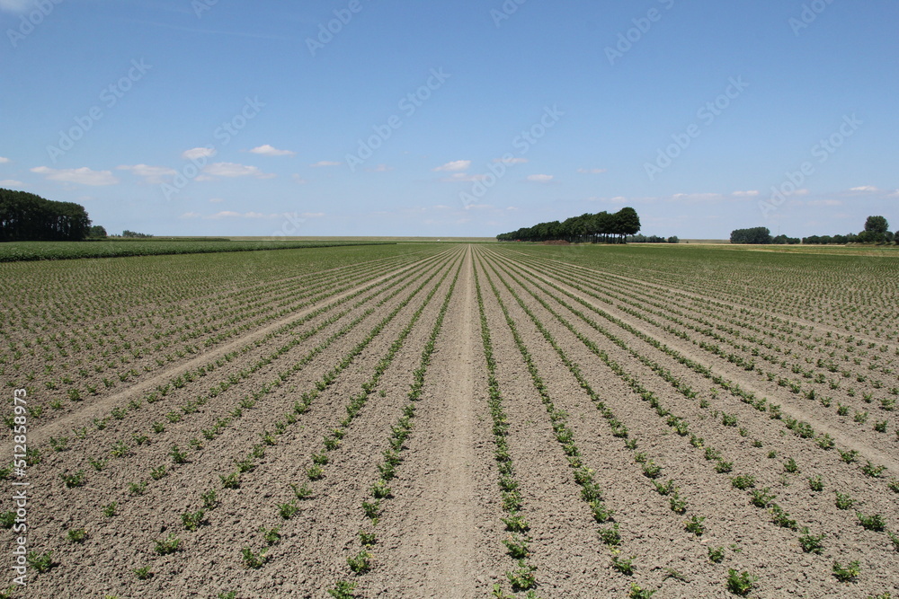 a field with long rows of green celery plants and a blue  sky in the dutch countryside in springtime