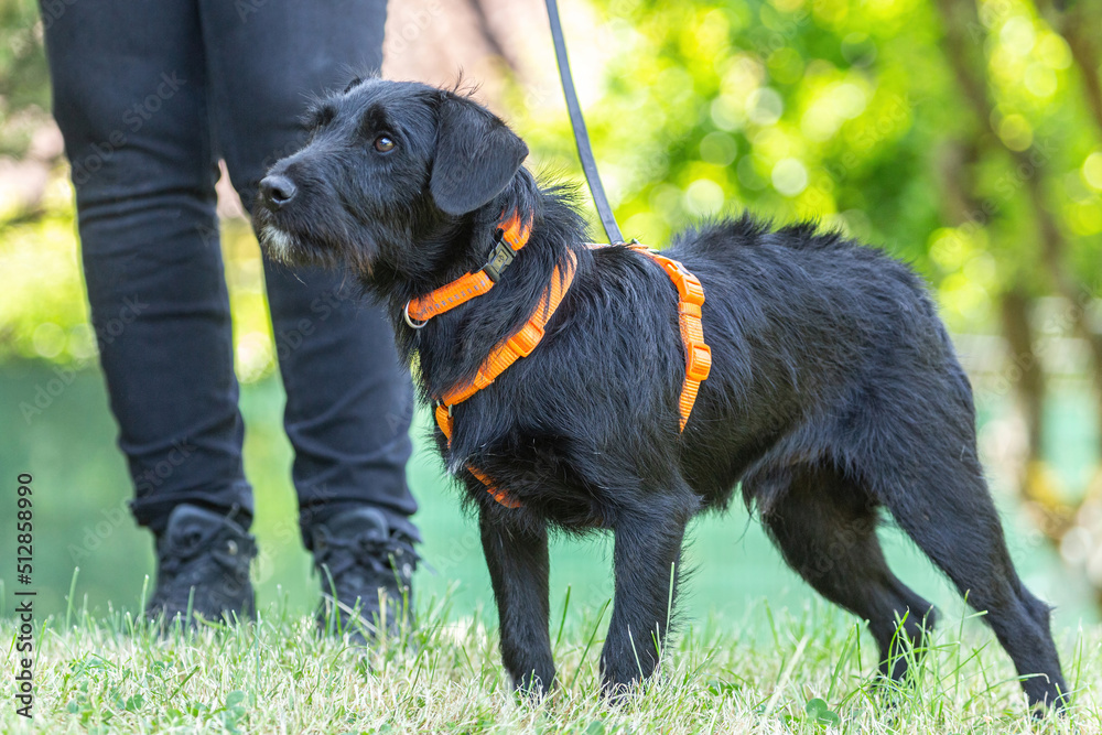 Portrait of a cute little schnauzer mix breed dog wearing a harness in a garden in summer outdoors