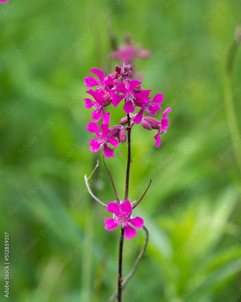 a Decorative flowering garden plant tar ordinary or Tar sticky flower a Decorative flowering garden plant tar ordinary or Tar sticky flower