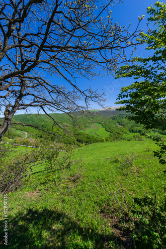 Landscape with alone oak tree  Armenia