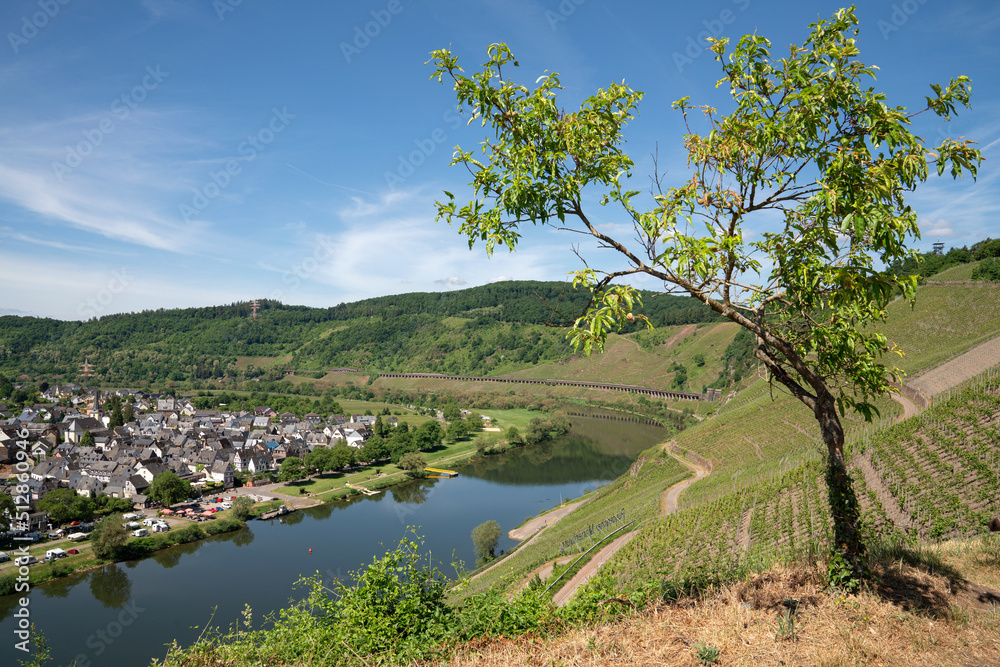 Fototapeta premium Puenderich, Moselle, Germany
