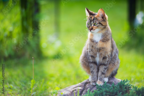 A striped cat sits and looks into the distance in the countryside on a summer sunny day. A beautiful pet