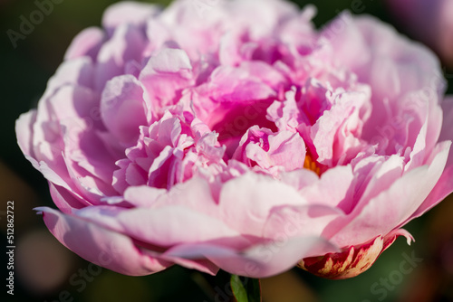 peony flower texture nature background abstract