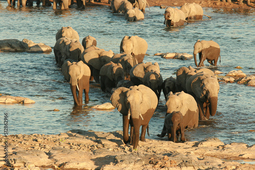 Herd of African elephant crossing a river at sunset, Kruger National Park, South Africa