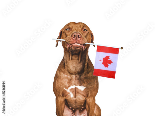 Lovable, pretty dog and Canadian Flag. Closeup