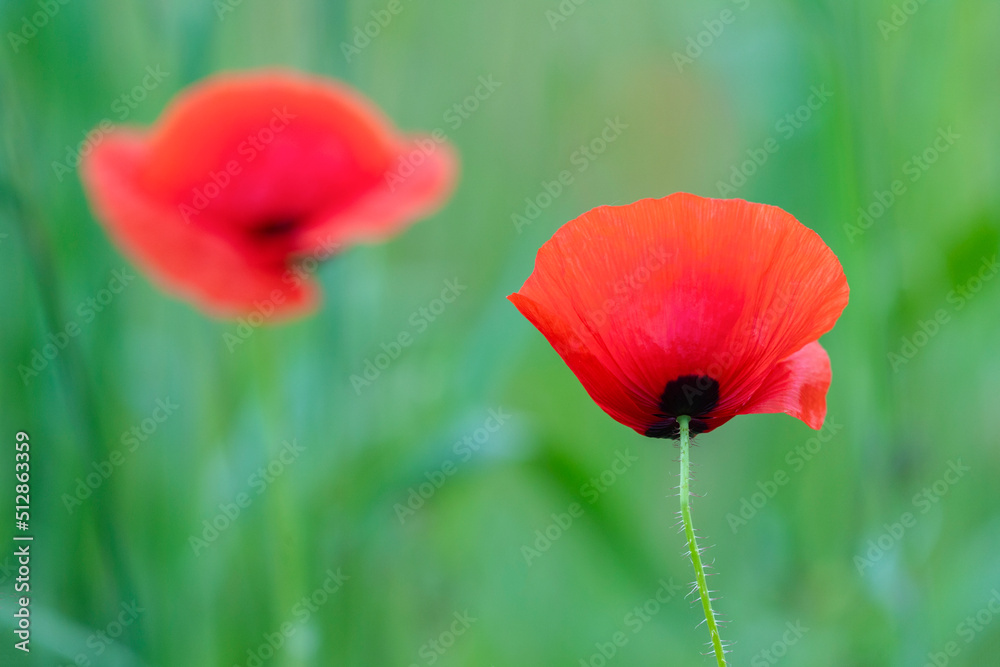 Poppy flower or papaver rhoeas poppy with the light. Flowers poppies blossom on wild field. Remembrance day concept. Horizontal remembrance day theme poster, greeting cards, headers, website and app.