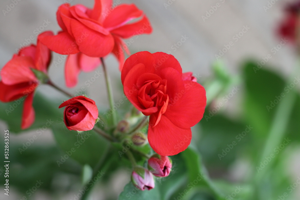 red geranium flowers in the garden red geranium flowers in the garden