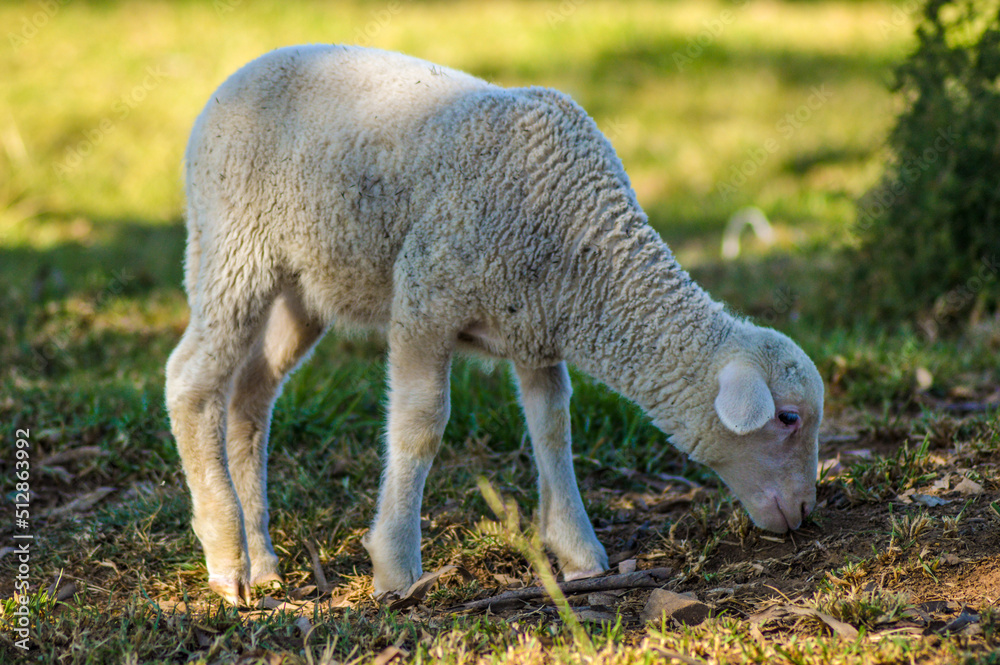 Cute Merino sheep to be sacrificed on Eid al Adha or Bakra eid Cute Merino sheep to be sacrificed on Eid al Adha or Bakra eid