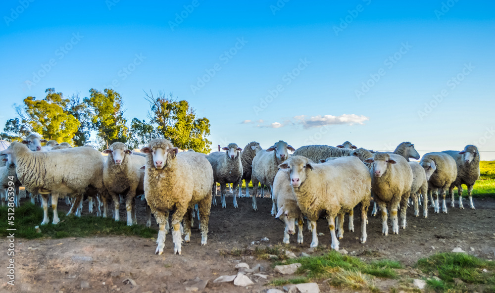 Fototapeta premium Cute Merino sheep to be sacrificed on Eid al Adha or Bakra eid