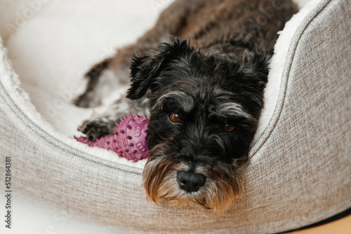 Fotografía miniature schnauzer