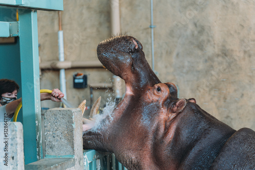 Obraz na plátně hippopotamus in zoo toothbrush