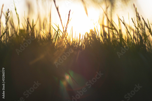 Defocused grass and direct sunlight at sunset. Nature or environment background