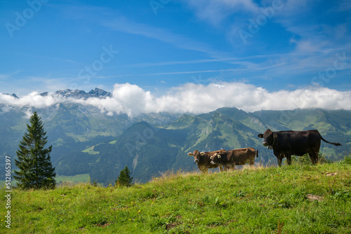 Grazing cows high in Swiss Alps during sunny summer day