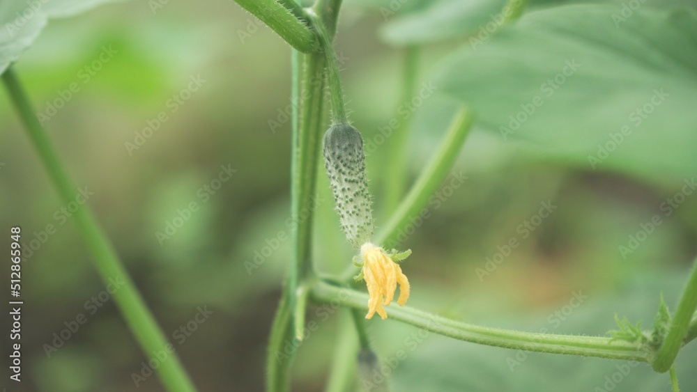 Small cucumber growing in greenhouse. Small cucumber growing in greenhouse.