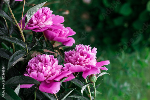 Pink peonies bloom in the garden.