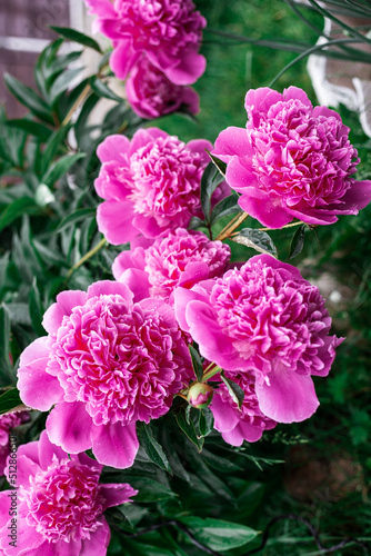 Pink peonies bloom in the garden.