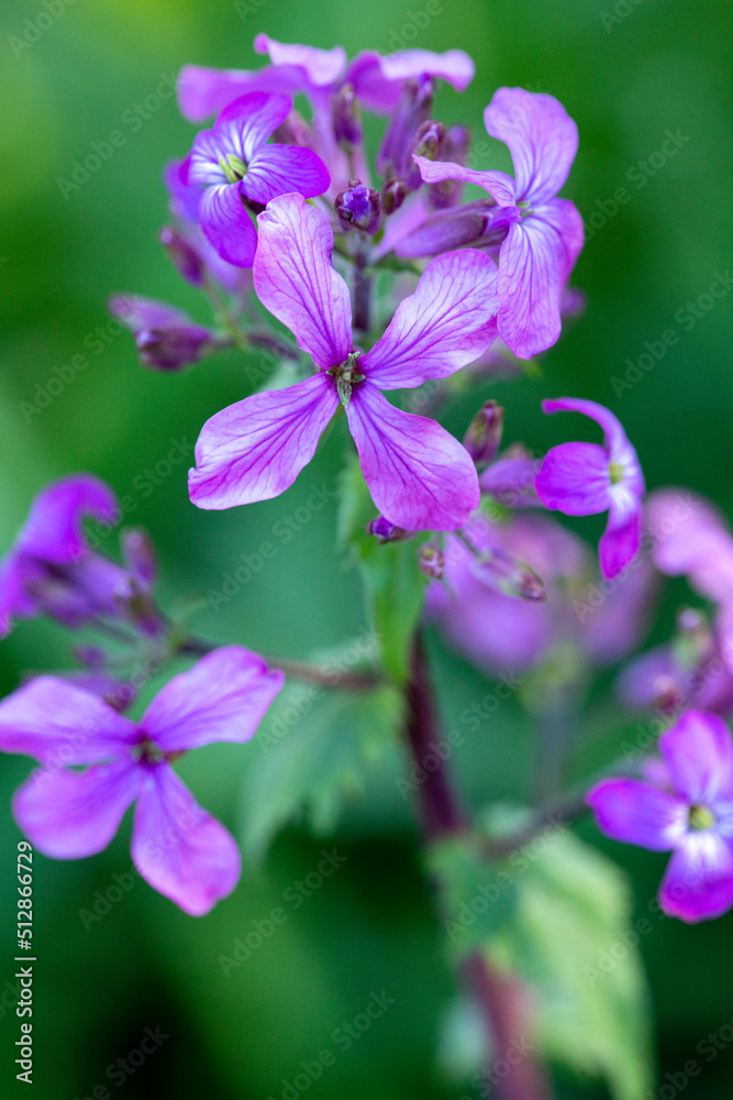 Purple honesty flower cluster in East Windsor, Connecticut.