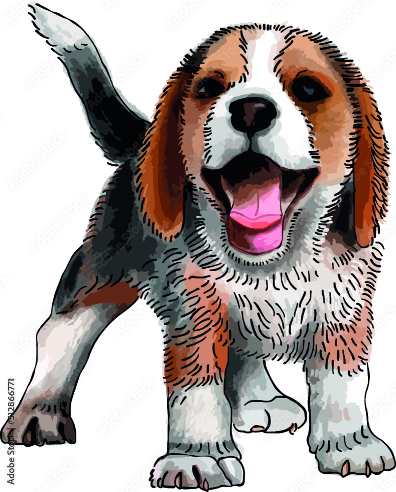 Uśmiechnięty pies rasy beagle. - obrazy, fototapety, plakaty 