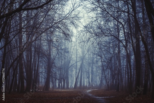 Mystical Strange forest in a fog with red leaves. Background mystic atmosphere. Dark mysterious park. Scary forest with red flowers lit by moon. Fairy Forest. Paranormal another world. Dark wood.