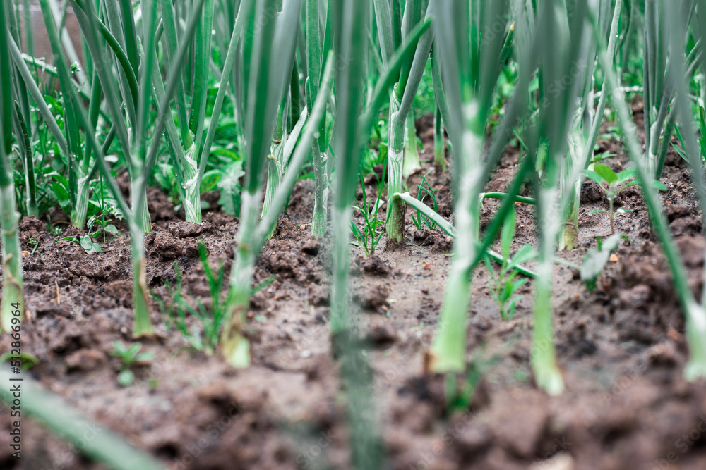 Green onions in the garden. Green onions in the garden.