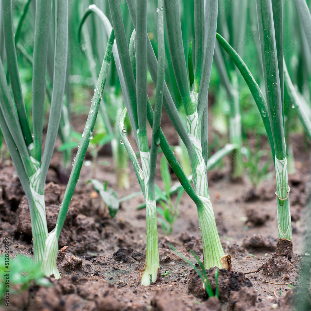 Fototapeta premium Green onions in the garden.