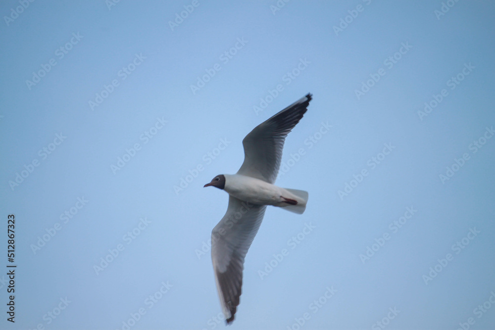 Obraz premium birds