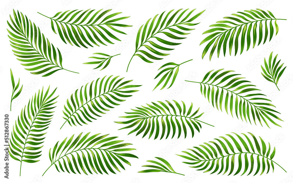 Tropical palm leaf set. Realistic green leaves different shapes. Jungle exotic foliage isolated