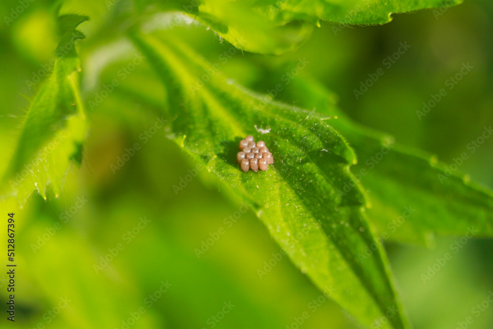 macro macro