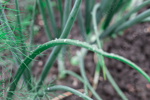 Green onions in the garden.