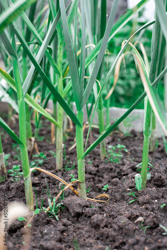 Garlic will grow in the garden. Green sprouts.