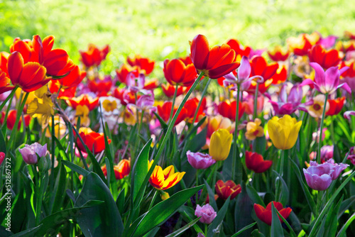 field of tulips