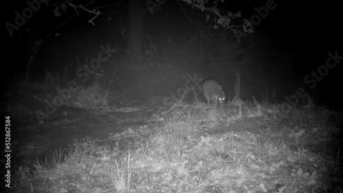 Infra-red footage of a raccoon walking at night in fog, across a small stream