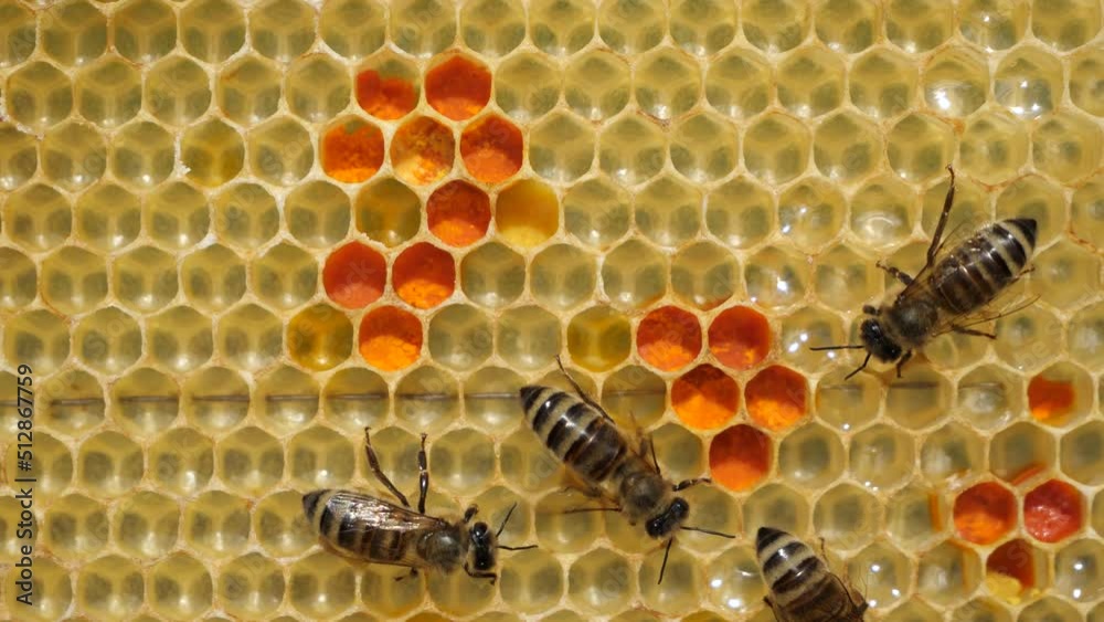 Nectar and pollen in combs.
Beginning of the season. Harmonious development of the bee colony.
Nectar and pollen in combs.
Beginning of the season. Harmonious development of the bee colony.