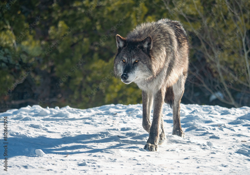 Fototapeta premium Wolf On The Prowl