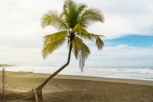 Large palm tree on a fishermen s beach.