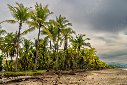 Landscape of palm trees on a fishermen's beach.