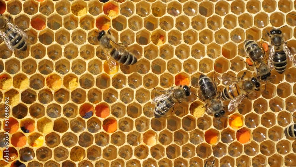 Nectar and pollen in the new comb.
Beginning of the season. Harmonious development of the bee colony.
Nectar and pollen in the new comb.
Beginning of the season. Harmonious development of the bee colony.