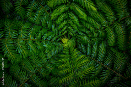 Dark and vibrant green fern leaves spreading out creating swirly natural pattern background.