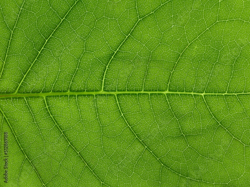 Wallpaper Mural Close up of green leaf texture. Fresh leaf detail. Organic structure with veins. Torontodigital.ca