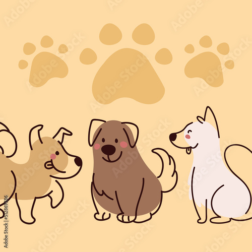 little dog pets