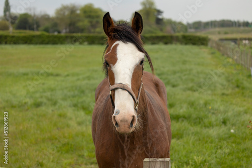  chestnut and white coloured horse head shot close up