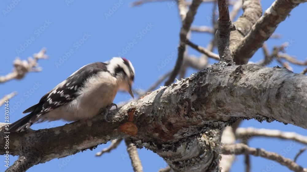Downy Woodpecker pecking on an oak tree in winter Downy Woodpecker pecking on an oak tree in winter