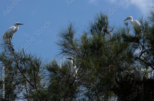 Egret (Ardea alba)