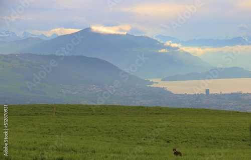 Greenfields and mountains, Beautiful brown hourse, Broder am Albis, hills in the Canton of Zürich, Switzerland