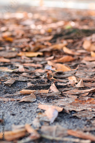 autumn leaves on the ground of a tree stump
