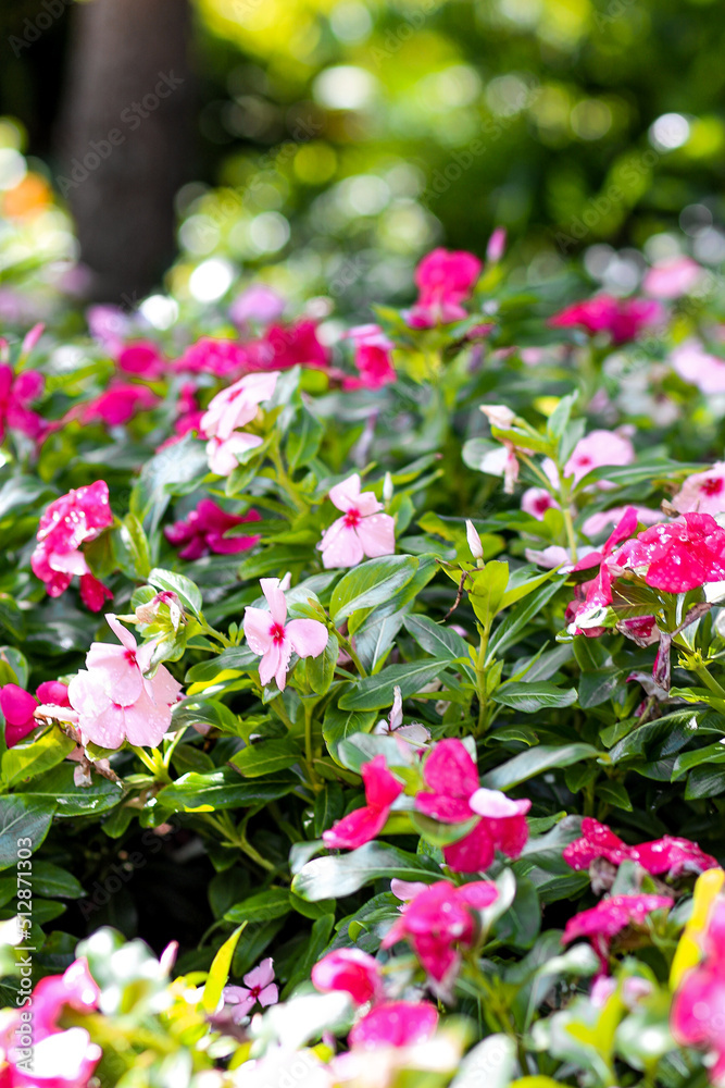Beautiful Flowers in a Garden at summer time Beautiful Flowers in a Garden at summer time