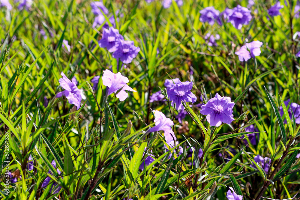 Beautiful Flowers in a Garden at summer time Beautiful Flowers in a Garden at summer time